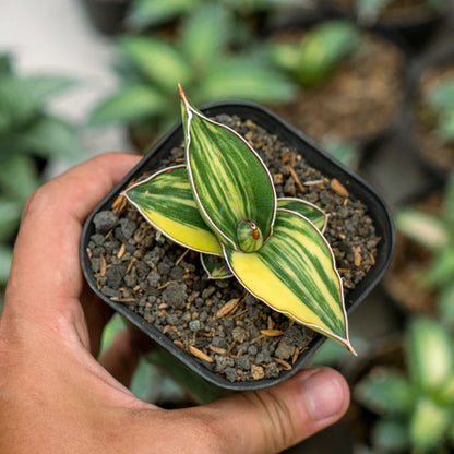 Sansevieria Samurai dwarf Variegated