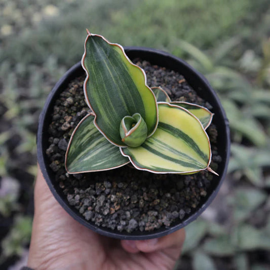 Sansevieria Samurai dwarf Variegated