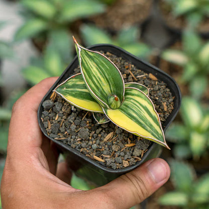 Sansevieria Samurai dwarf Variegated