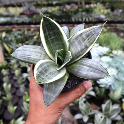 Sansevieria Silver Frost