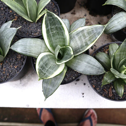 Sansevieria Silver Frost