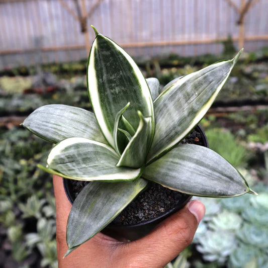 Sansevieria Silver Frost