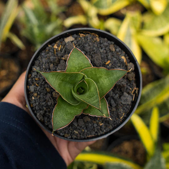 Sansevieria Sonet