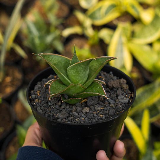 Sansevieria Sonet