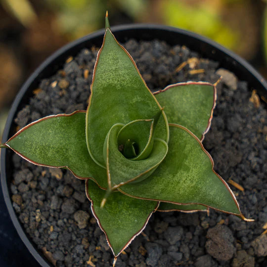 Sansevieria Sonet