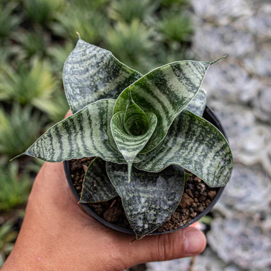 Sansevieria Spyder