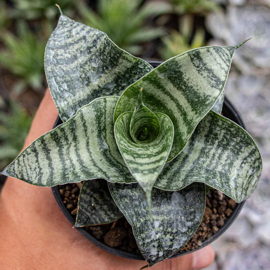 Sansevieria Spyder