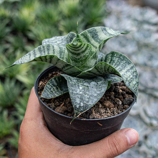 Sansevieria Spyder