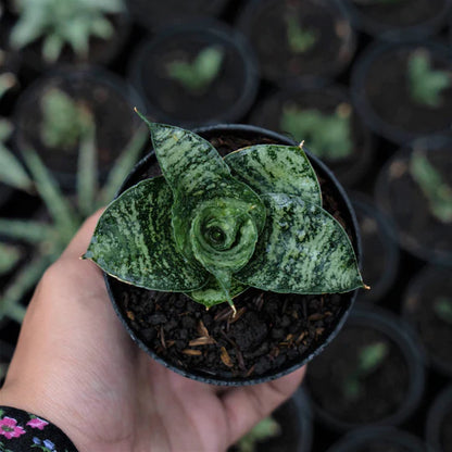 Sansevieria Spyder Mutation