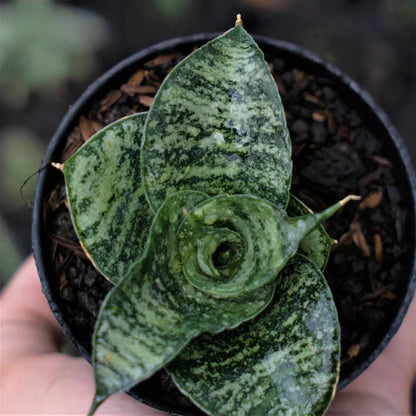 Sansevieria Spyder Mutation