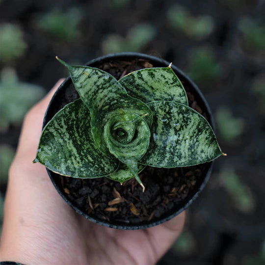 Sansevieria Spyder Mutation