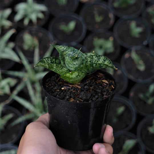 Sansevieria Spyder Mutation