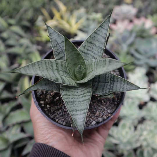 Sansevieria Sweet Celery