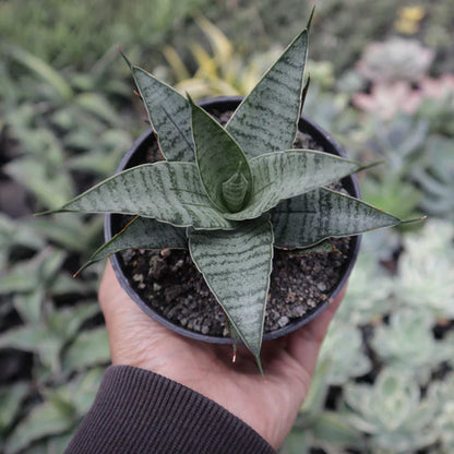 Sansevieria Sweet Celery