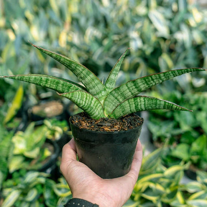 Sansevieria Tarantula