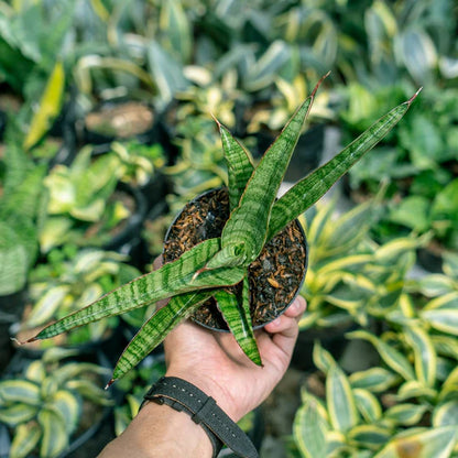 Sansevieria Tarantula