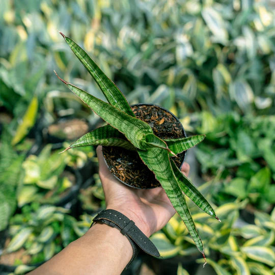 Sansevieria Tarantula