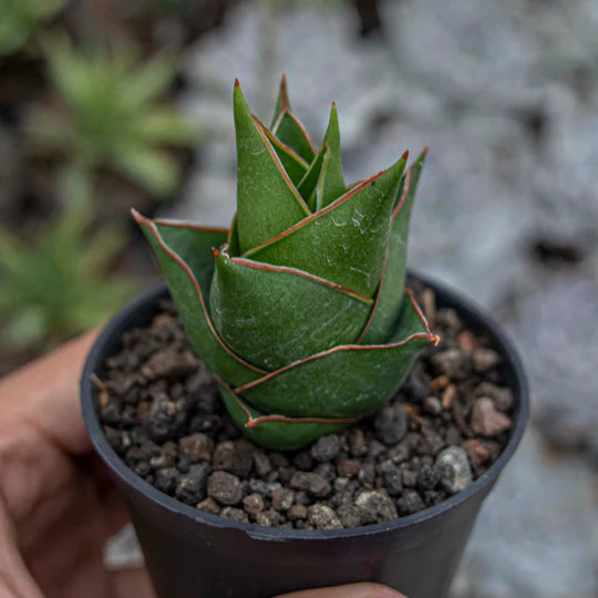 Sansevieria Tower Hybrid