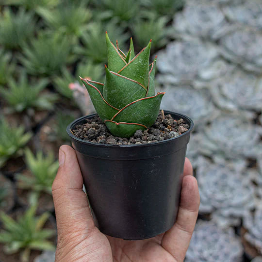 Sansevieria Tower Hybrid