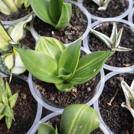 Sansevieria Trifasciata Green Mall Variegated