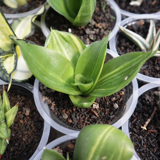 Sansevieria Trifasciata Green Mall Variegated