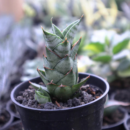 Sansevieria Vagoda Large