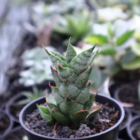 Sansevieria Vagoda Large