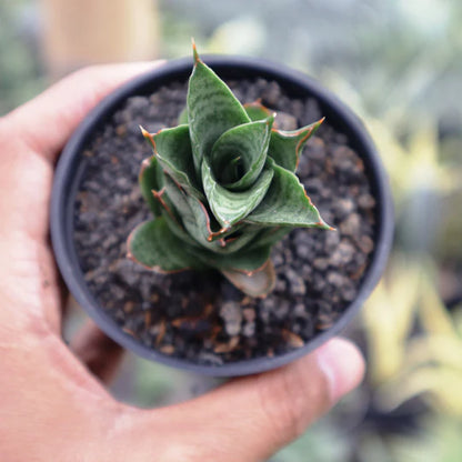 Sansevieria Vagoda Large