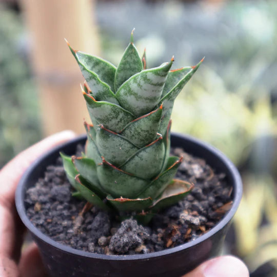 Sansevieria Vagoda Large