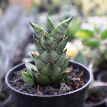 Sansevieria Vagoda Large