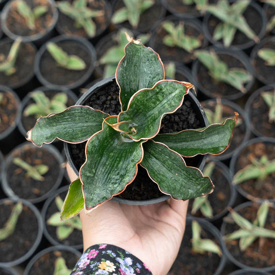 Sansevieria Watermark