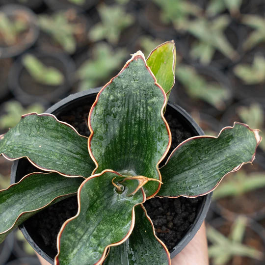 Sansevieria Watermark