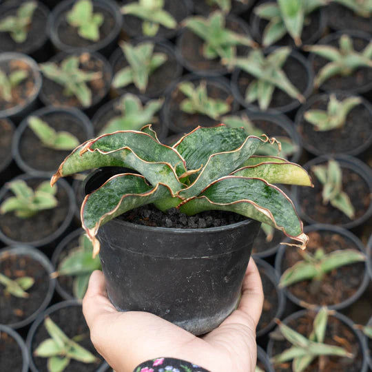 Sansevieria Watermark