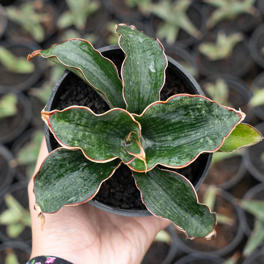 Sansevieria Watermark