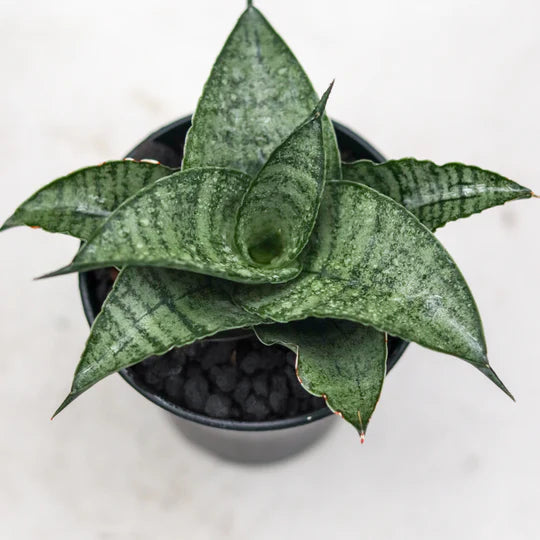 Sansevieria agatha