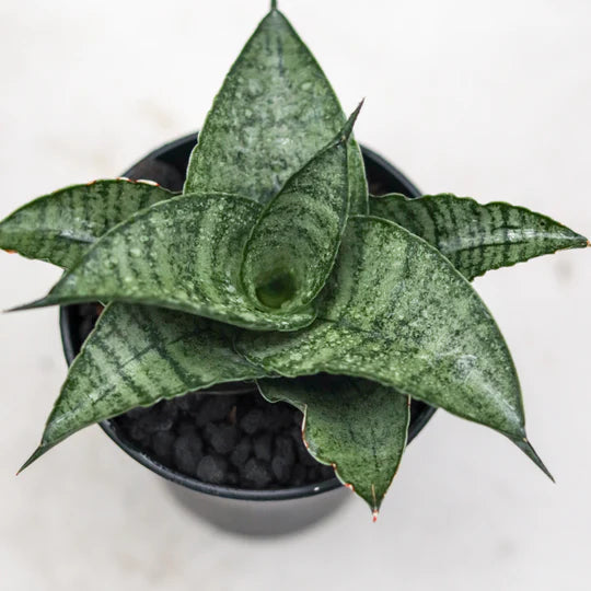 Sansevieria agatha