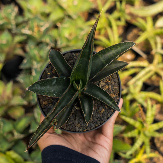 Sansevieria anabrosiana