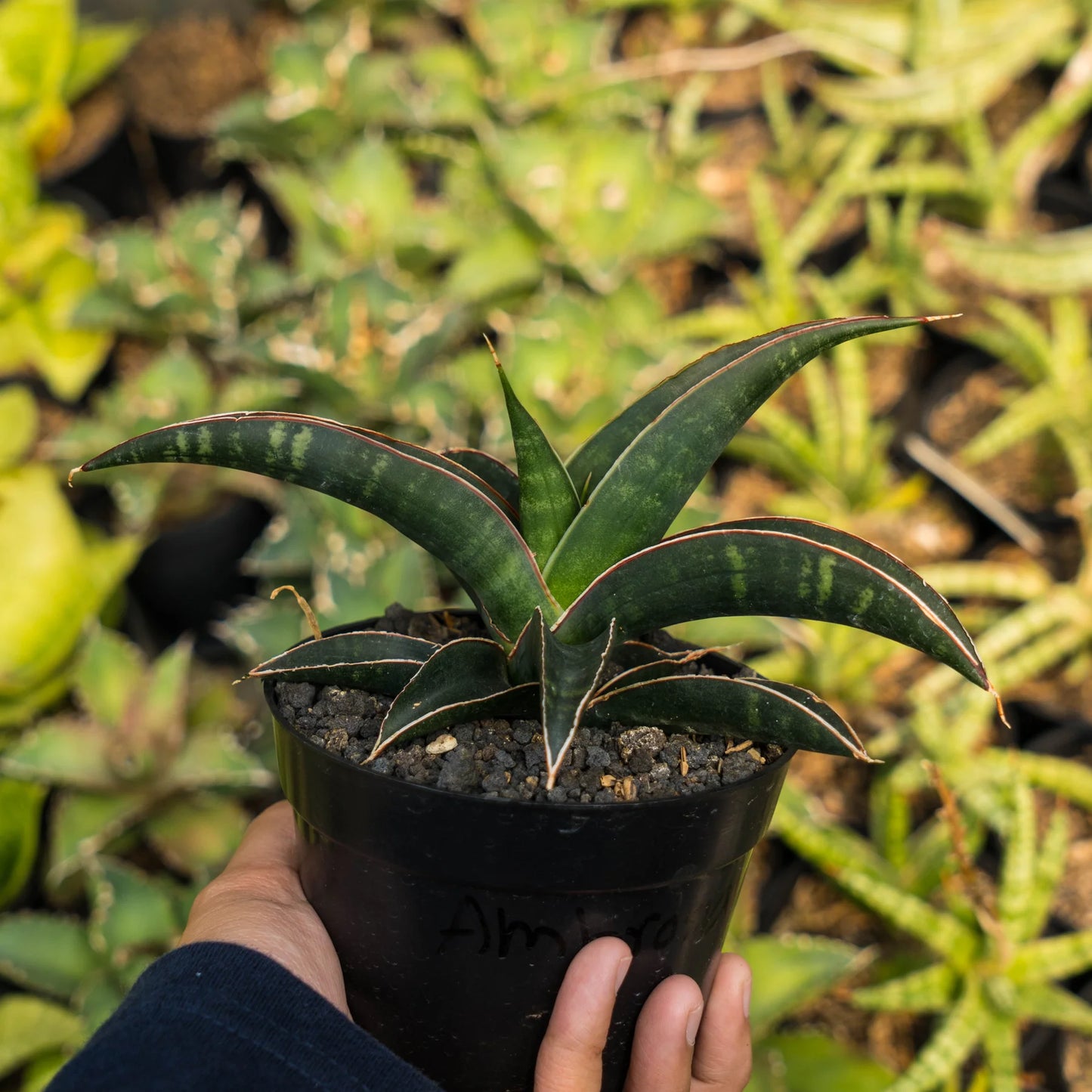 Sansevieria anabrosiana