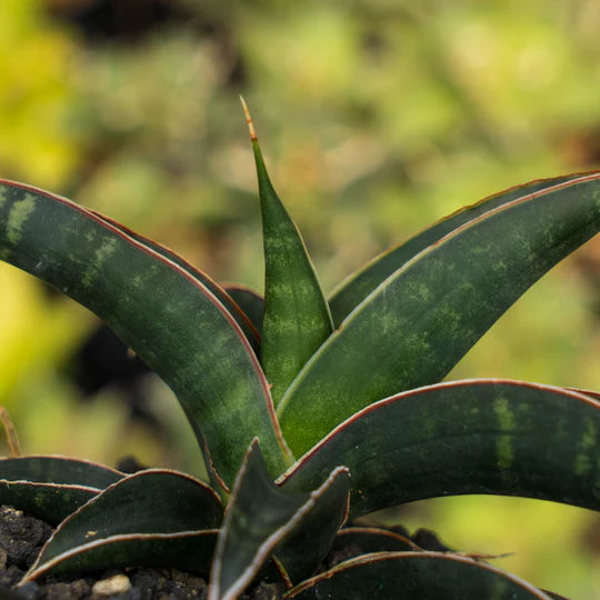 Sansevieria anabrosiana