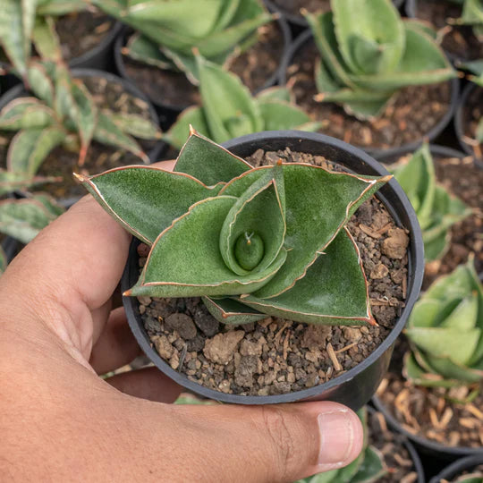 Sansevieria andaman