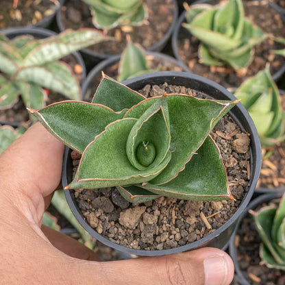 Sansevieria andaman