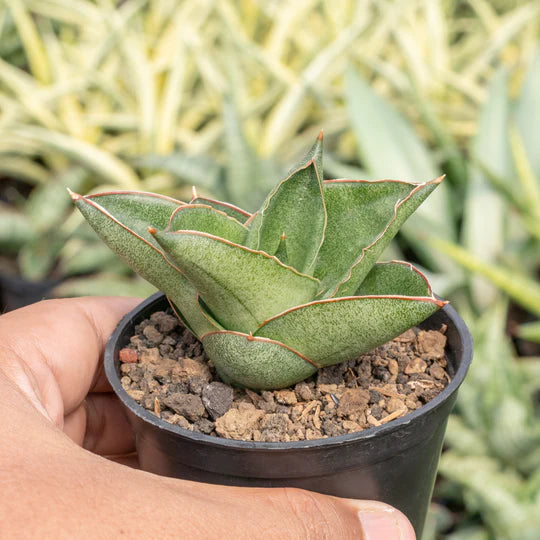 Sansevieria andaman