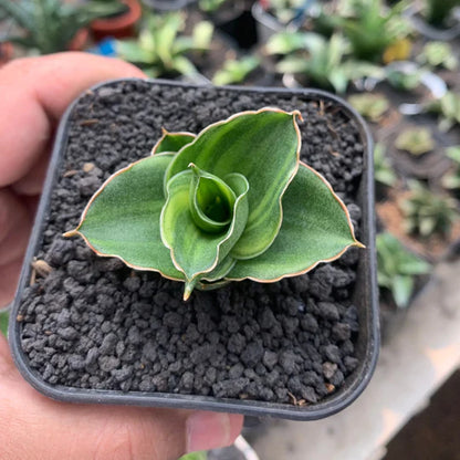 Sansevieria andaman variegated