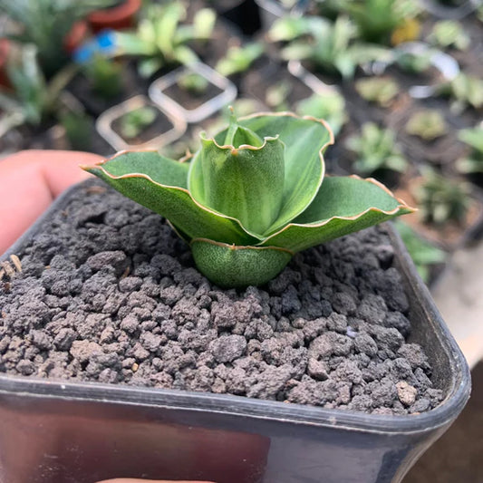 Sansevieria andaman variegated