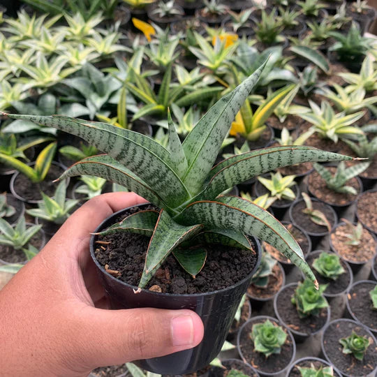 Sansevieria anjani blue ice NGIPAS