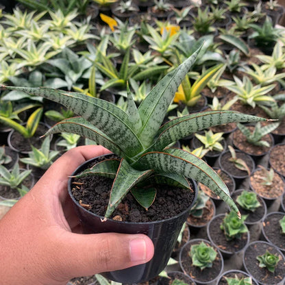 Sansevieria anjani blue ice NGIPAS