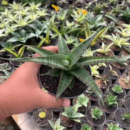 Sansevieria anjani blue ice NGIPAS