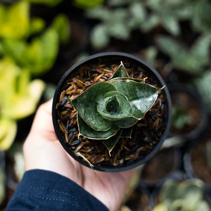 Sansevieria ao77