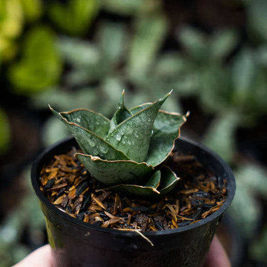 Sansevieria ao77