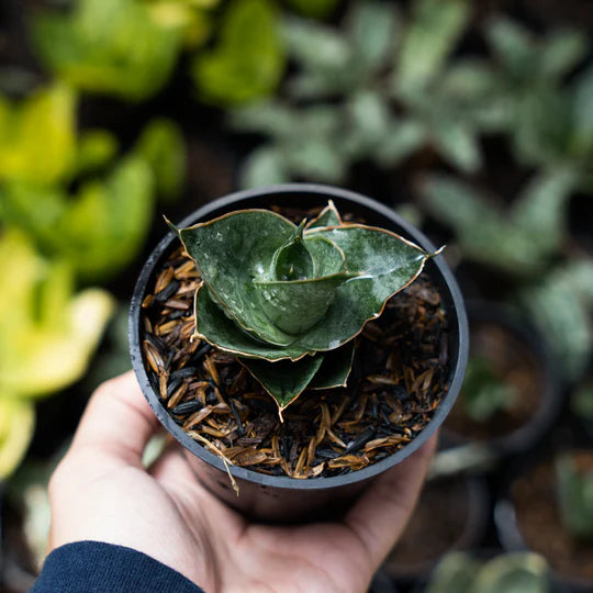 Sansevieria ao77